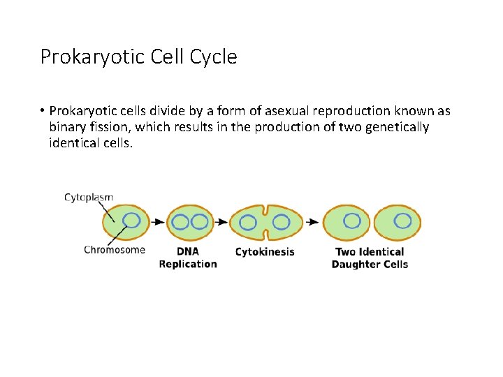 Prokaryotic Cell Cycle • Prokaryotic cells divide by a form of asexual reproduction known