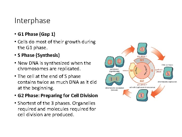 Interphase • G 1 Phase (Gap 1) • Cells do most of their growth