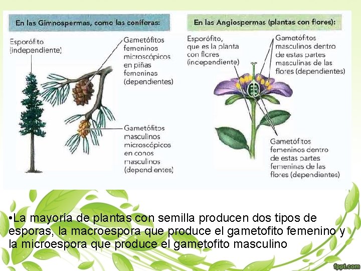  • La mayoría de plantas con semilla producen dos tipos de esporas, la