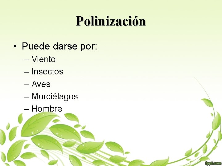 Polinización • Puede darse por: – Viento – Insectos – Aves – Murciélagos –