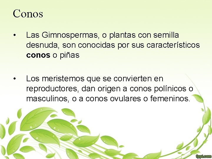 Conos • Las Gimnospermas, o plantas con semilla desnuda, son conocidas por sus característicos