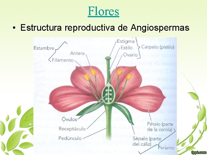 Flores • Estructura reproductiva de Angiospermas 