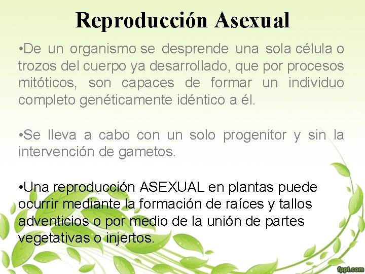 Reproducción Asexual • De un organismo se desprende una sola célula o trozos del