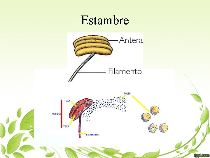 Estambre 