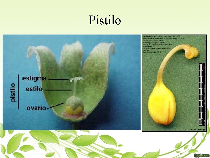 Pistilo 