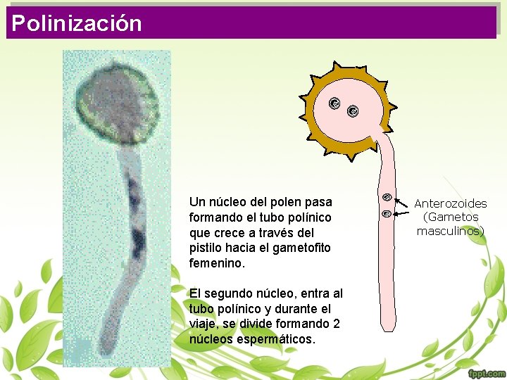 Polinización Un núcleo del polen pasa formando el tubo polínico que crece a través