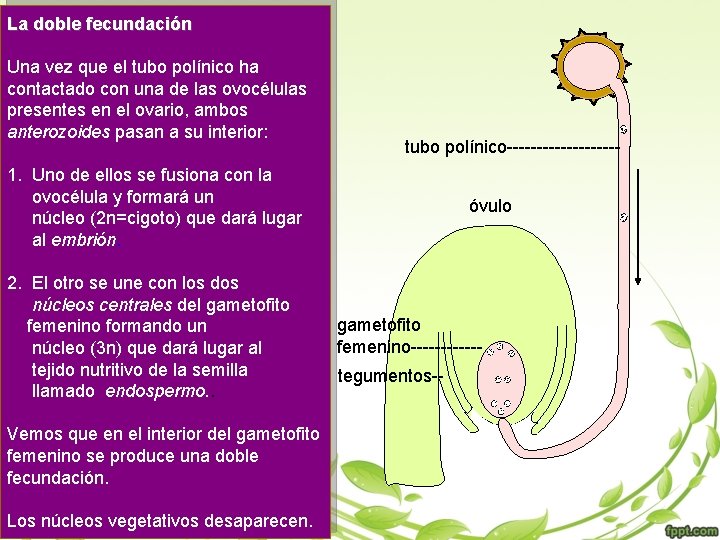 La doble fecundación Una vez que el tubo polínico ha contactado con una de