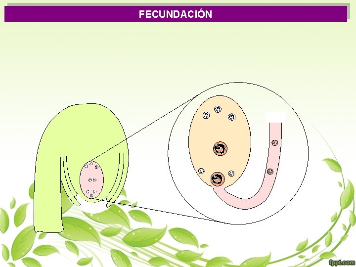 FECUNDACIÓN 