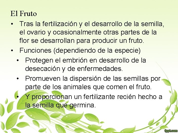 El Fruto • Tras la fertilización y el desarrollo de la semilla, el ovario