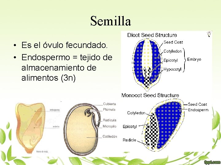 Semilla • Es el óvulo fecundado. • Endospermo = tejido de almacenamiento de alimentos