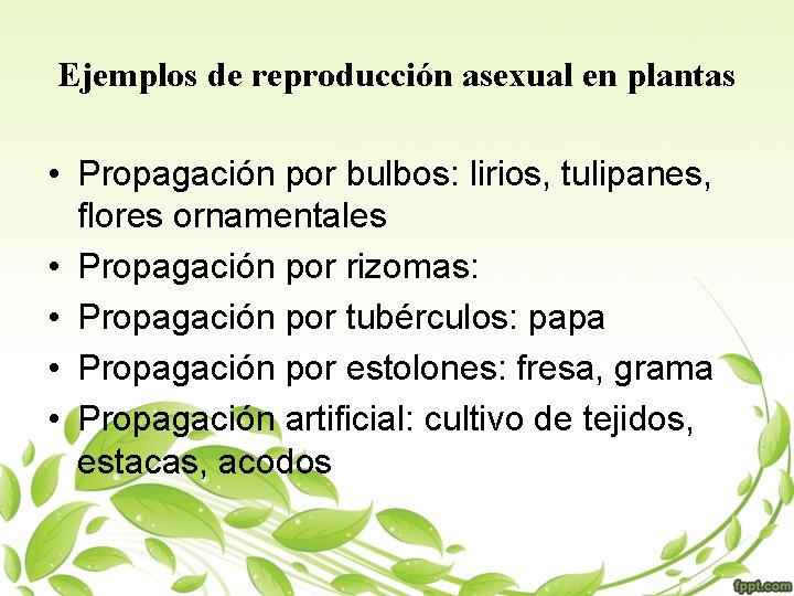 Ejemplos de reproducción asexual en plantas • Propagación por bulbos: lirios, tulipanes, flores ornamentales