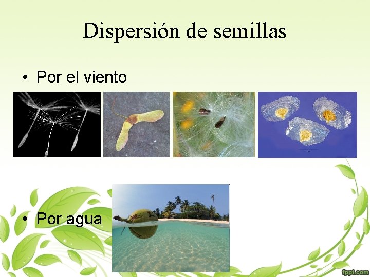 Dispersión de semillas • Por el viento • Por agua 