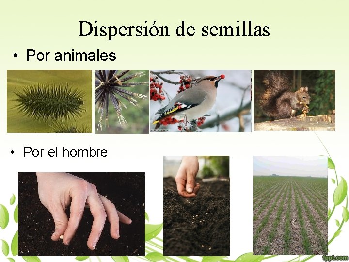 Dispersión de semillas • Por animales • Por el hombre 