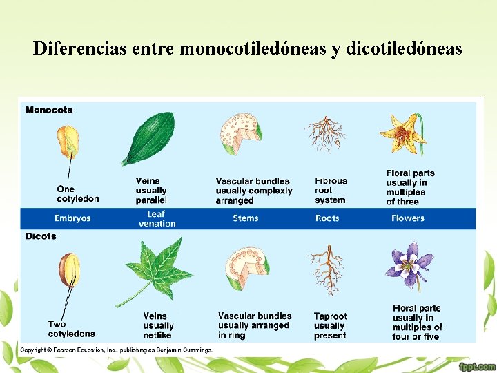 Diferencias entre monocotiledóneas y dicotiledóneas 