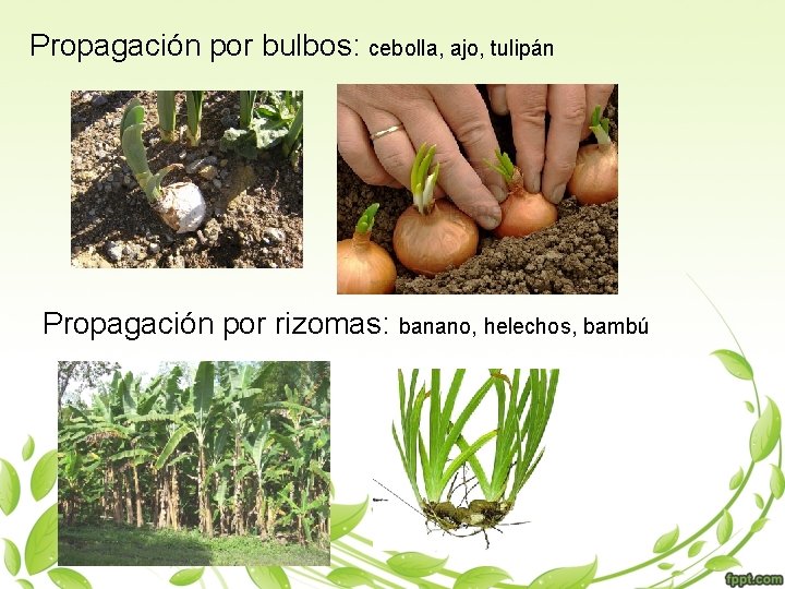 Propagación por bulbos: cebolla, ajo, tulipán Propagación por rizomas: banano, helechos, bambú 