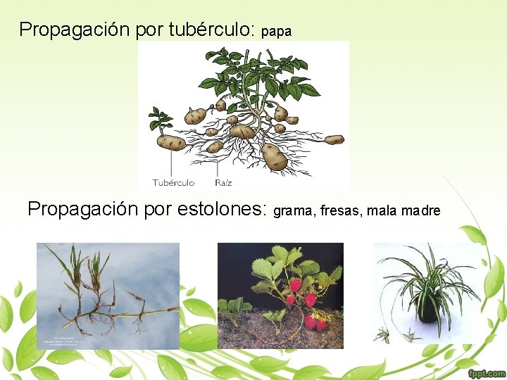 Propagación por tubérculo: papa Propagación por estolones: grama, fresas, mala madre 