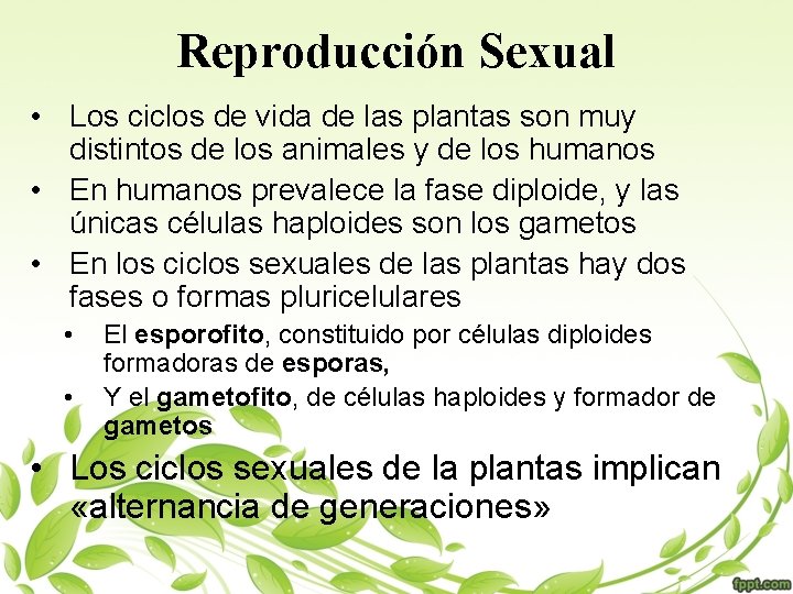 Reproducción Sexual • Los ciclos de vida de las plantas son muy distintos de