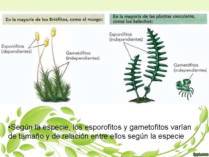  • Según la especie, los esporofitos y gametofitos varían de tamaño y de