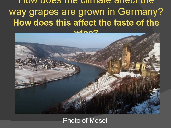 How does the climate affect the way grapes are grown in Germany? How does