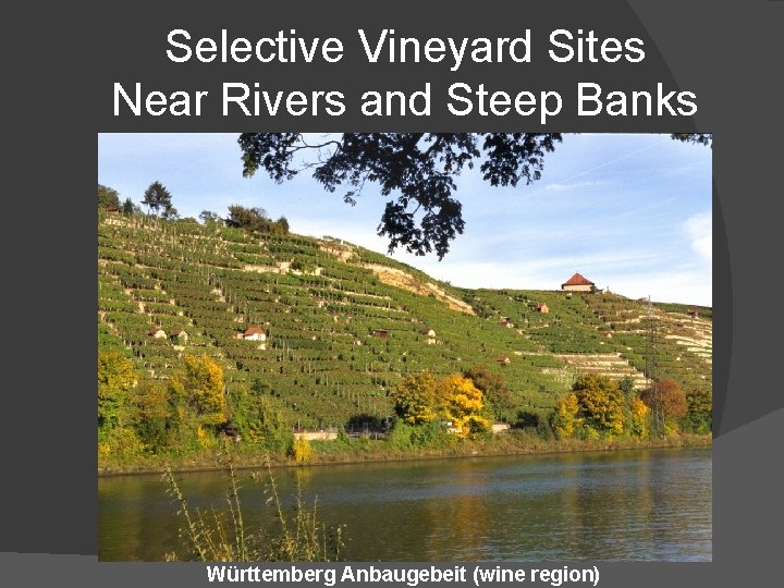 Selective Vineyard Sites Near Rivers and Steep Banks Württemberg Anbaugebeit (wine region) 