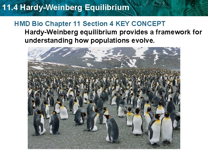 11. 4 Hardy-Weinberg Equilibrium HMD Bio Chapter 11 Section 4 KEY CONCEPT Hardy-Weinberg equilibrium