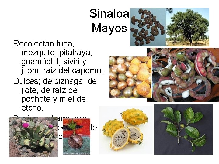 Sinaloa Mayos Recolectan tuna, mezquite, pitahaya, guamúchil, siviri y jitom, raiz del capomo. Dulces; Sinaloa Mayos Recolectan tuna, mezquite, pitahaya, guamúchil, siviri y jitom, raiz del capomo. Dulces;