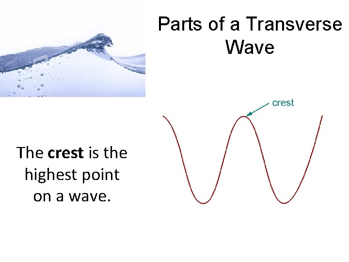 Parts of a Transverse Wave The crest is the highest point on a wave.