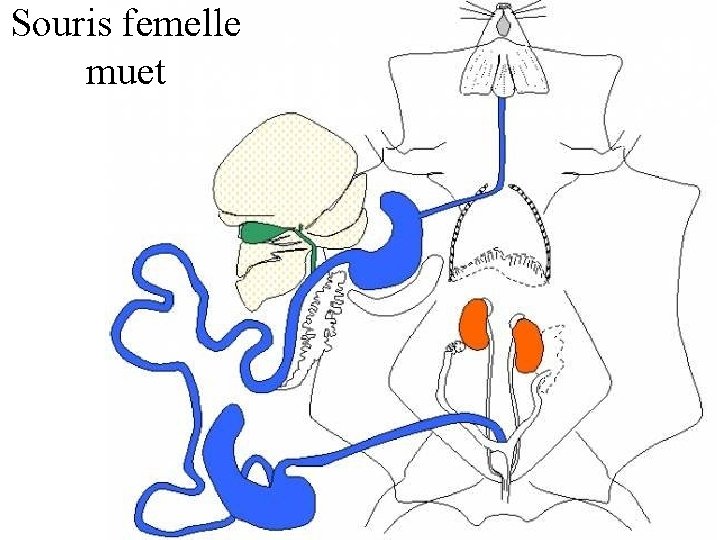 Souris femelle muet 