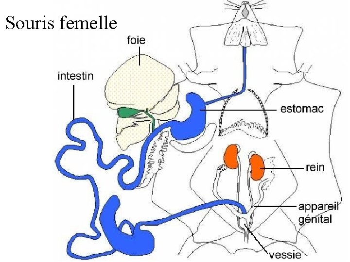 Souris femelle 