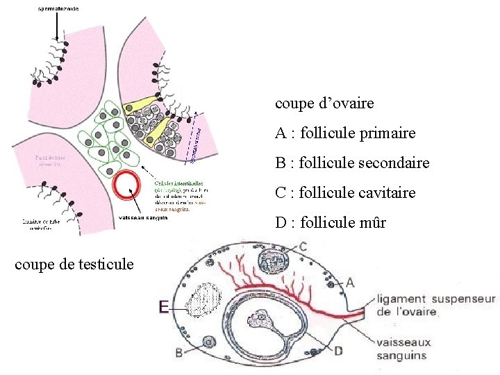 coupe d’ovaire A : follicule primaire B : follicule secondaire C : follicule cavitaire