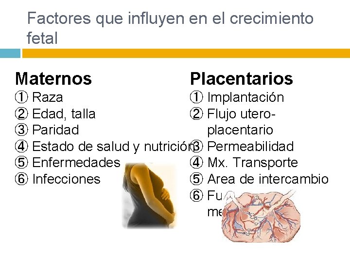 Factores que influyen en el crecimiento fetal Maternos Placentarios ① Raza ① Implantación ②
