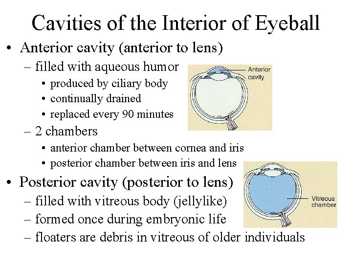 Cavities of the Interior of Eyeball • Anterior cavity (anterior to lens) – filled