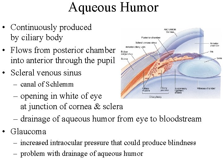 Aqueous Humor • Continuously produced by ciliary body • Flows from posterior chamber into