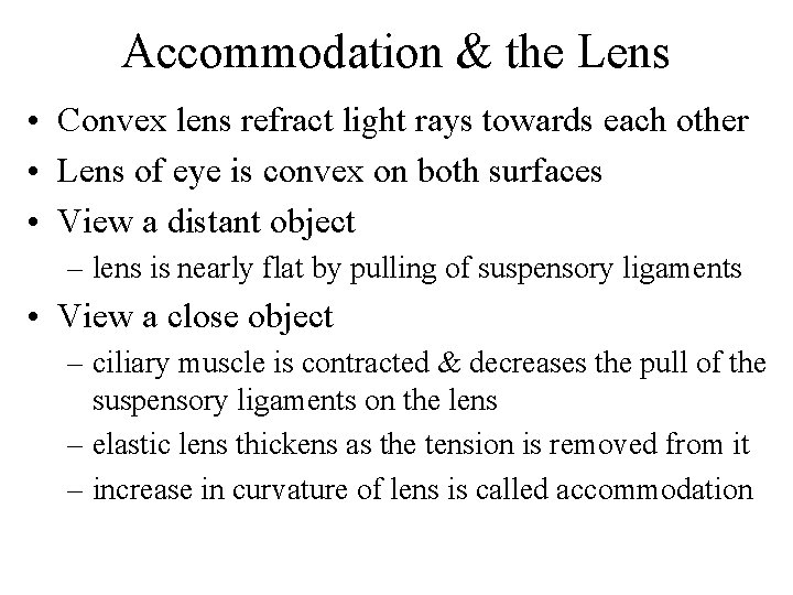 Accommodation & the Lens • Convex lens refract light rays towards each other •