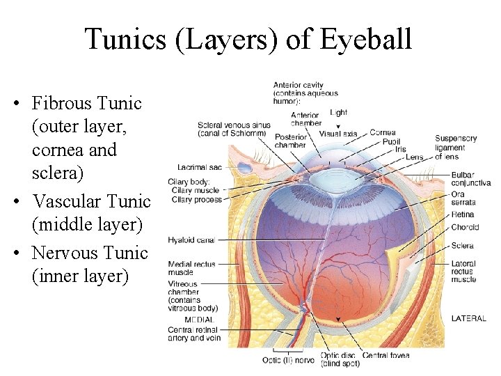 Tunics (Layers) of Eyeball • Fibrous Tunic (outer layer, cornea and sclera) • Vascular