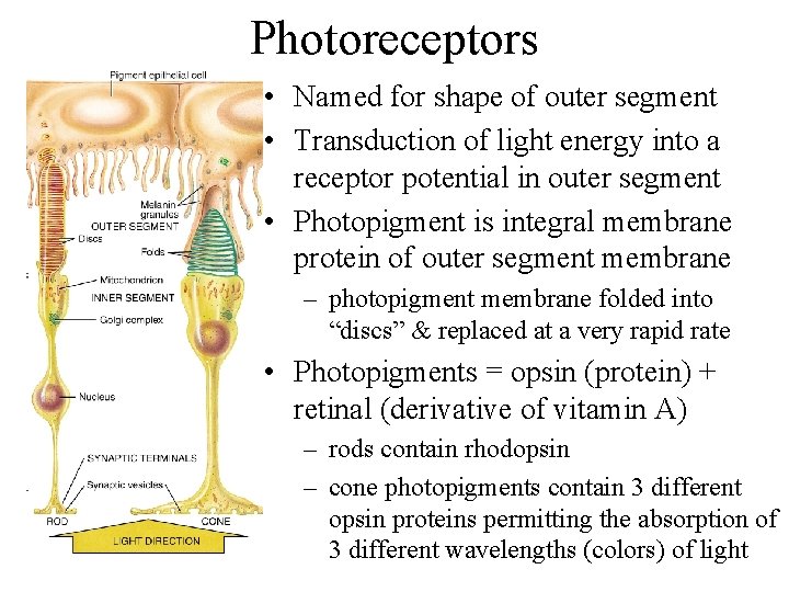 Photoreceptors • Named for shape of outer segment • Transduction of light energy into