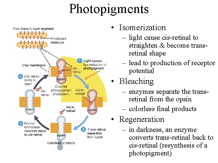 Photopigments • Isomerization – light cause cis-retinal to straighten & become transretinal shape –