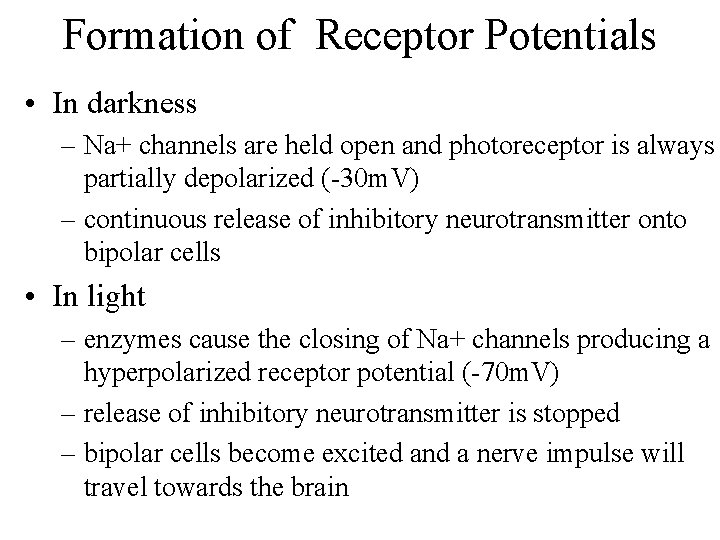 Formation of Receptor Potentials • In darkness – Na+ channels are held open and