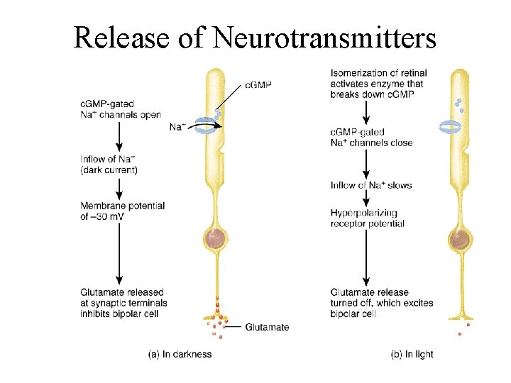 Release of Neurotransmitters 