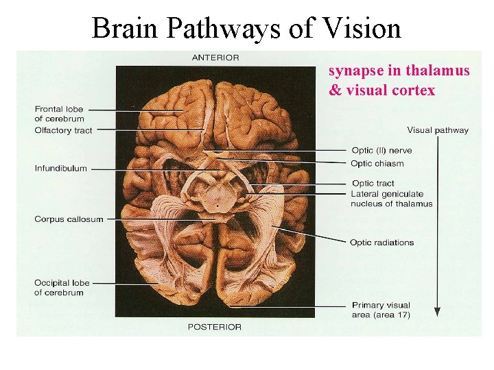 Brain Pathways of Vision synapse in thalamus & visual cortex 