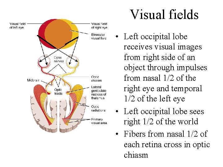 Visual fields • Left occipital lobe receives visual images from right side of an