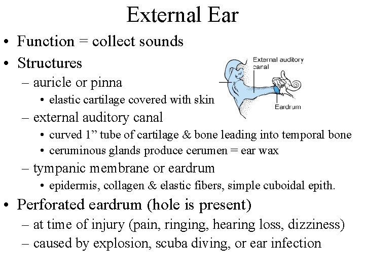 External Ear • Function = collect sounds • Structures – auricle or pinna •