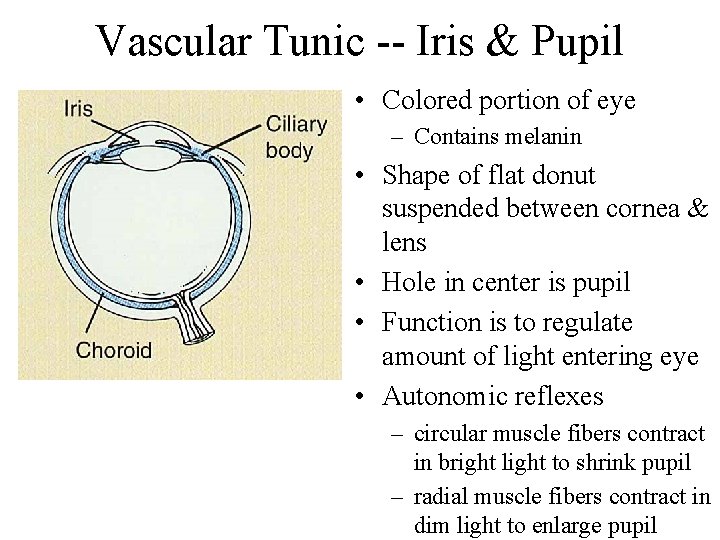 Vascular Tunic -- Iris & Pupil • Colored portion of eye – Contains melanin