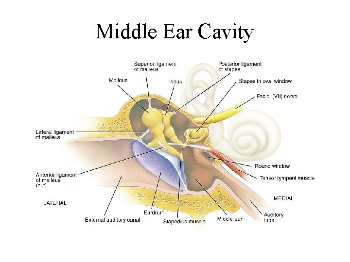 Middle Ear Cavity 