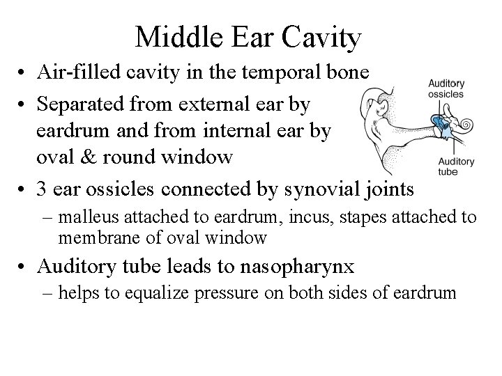 Middle Ear Cavity • Air-filled cavity in the temporal bone • Separated from external