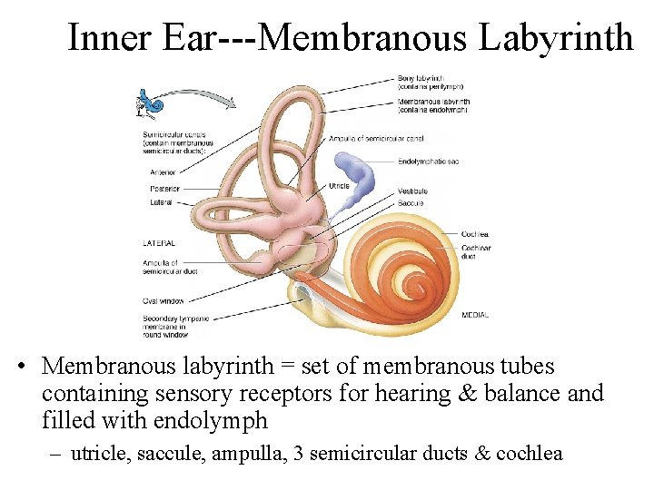 Inner Ear---Membranous Labyrinth • Membranous labyrinth = set of membranous tubes containing sensory receptors