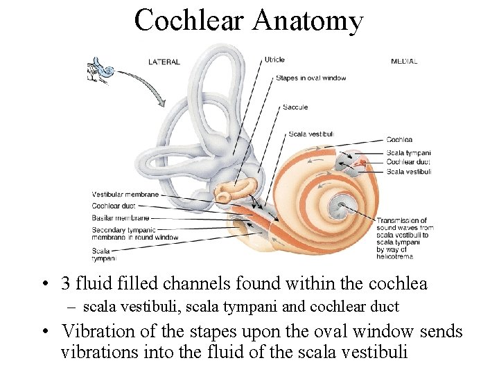 Cochlear Anatomy • 3 fluid filled channels found within the cochlea – scala vestibuli,