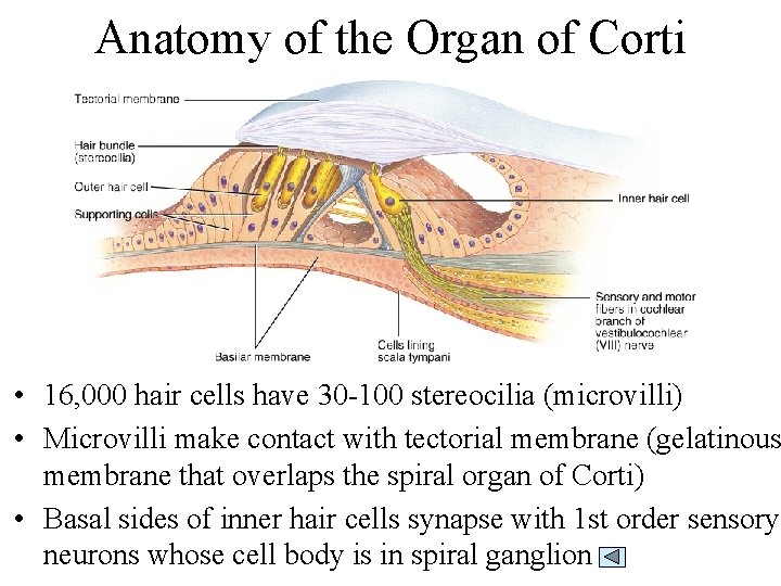 Anatomy of the Organ of Corti • 16, 000 hair cells have 30 -100