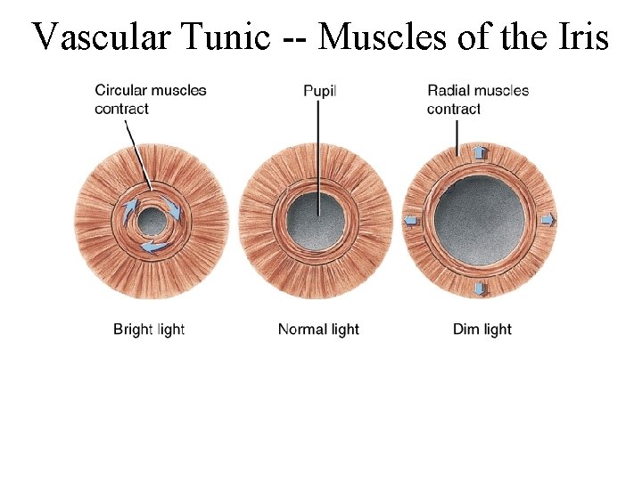 Vascular Tunic -- Muscles of the Iris 