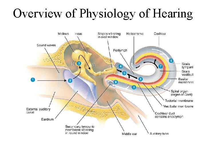 Overview of Physiology of Hearing 